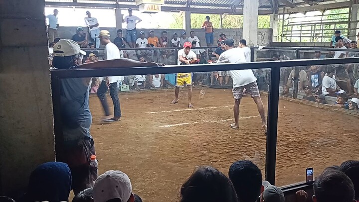 Buti hindi tumakbo kahit stag IBA talaga kapag maganda ang alaga