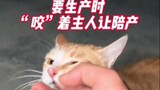 Baru-baru ini, di Dejiang, Guizhou, seekor kucing yang dijemput dan diberi makan tiga tahun lalu "me