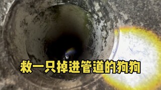 救一只掉进管道直径10公分左右的小狗，没想到那么难，最后…