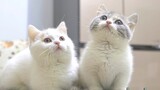 [Hewan]Dua Kucing Berkaki Pendek Bertemu dan Mulai Saling Memaki