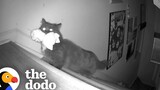 แมวติดกล้องแอบขโมยของเล่นพี่สาวตอนกลางคืน The Dodo Cat Crazy