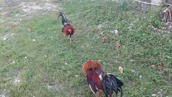 Firebird Red Kelso vs. Super Sweater broodcock