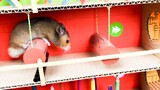 [Thú cưng] Con đường của chuột hamster ngày càng khó!