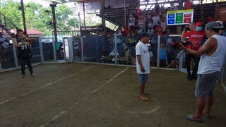Pula vs Gold Nakatsamba ulit ang Palahi
