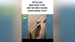 Sẽ ra sao khi bạn nuôi bé mèo hoang đang mang thai pet petlover meow thucung meow tiktok learnontiktok