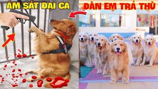 Thú Cưng Vlog | Trứng Bạc Và Trứng Vàng #19 | Chó gâu đần thông minh vui nhộn | Funny pets smart dog