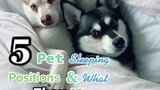 How many of these does your dog do? 🐶 Plz sub our YouTube (link in bio) 😍 🥰 LearnOnTikTok tiktokdogs alaskankleekai