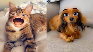 Pets Try On Snapchat Filters