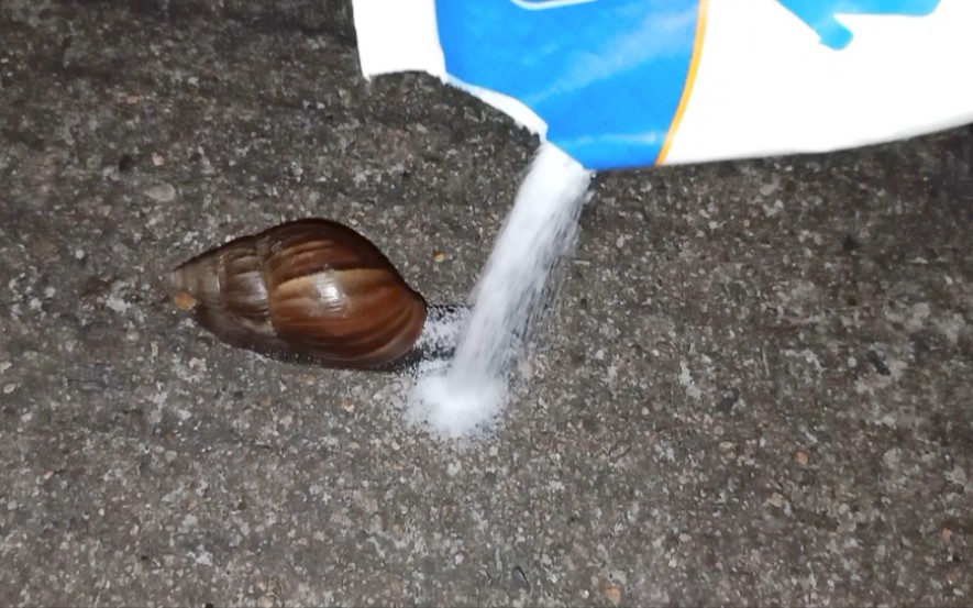 Pouring Salt On A Snail