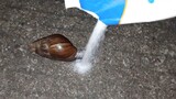 The exotic African snail is afraid of salt