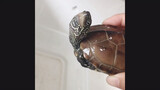 Reptile|Hibernating Tortoise Wakes Up