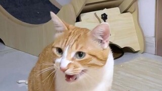แมวจะบอกพลั่วจริงๆว่าเขาป่วย! !