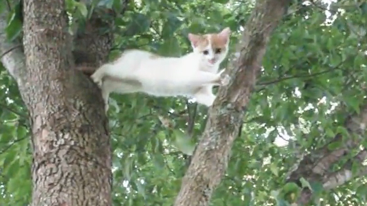 (คลิปแมว) แมวน้อยขี้เล่น ขึ้นต้นไม้ลงมาไม่ได้ซะงั้น