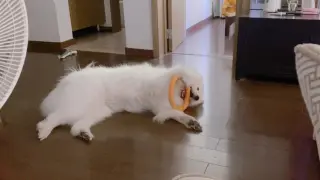 【Animal Circle】Putting dog to sleep in 10 seconds