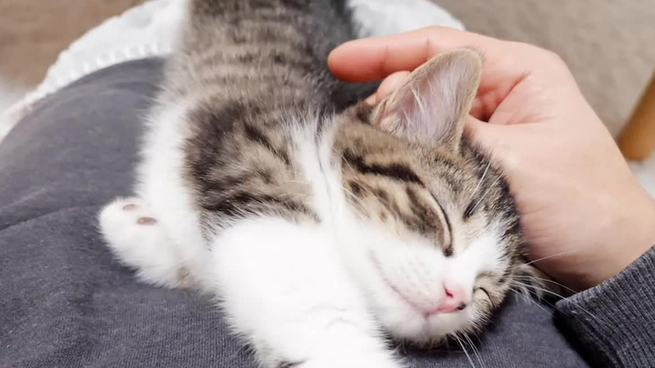 Binatang|Anak Kucing Hanya Ingin Tidur dengan Tenang