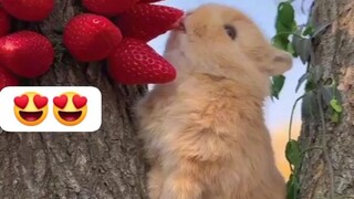 rabbit eating fruits