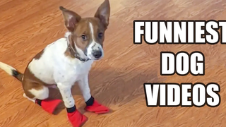 พยายามอย่าหัวเราะในการชมวิดีโอสุนัขตลกๆ 2021 2 - ปริมาณเสียงหัวเราะทุกวัน!