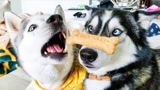 Unbelievable!!! Funny Dog Videos Try Not To Laugh