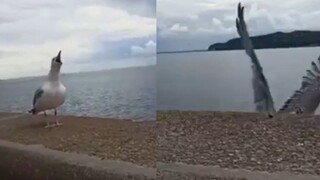 [Hewan] Burung camar menertawakan temannya yang jatuh dari jembatan
