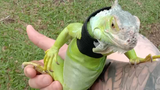 chill iguana
