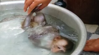 Wow, Little adorable Toto doesn't want to stop swimming when Mom asks to get out of the water