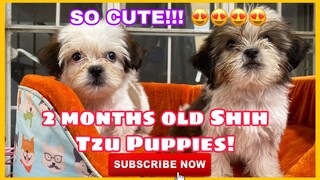 2 MONTHS OLD SHIH TZU PUPPIES | SUPER MARCOS VLOGS