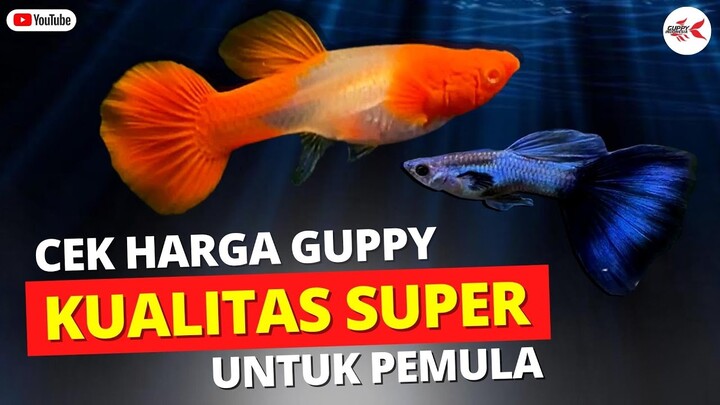 EDUKASI GUPPY UNTUK PEMULA TAPI KUALITAS SUPER