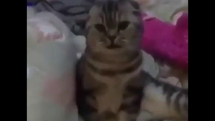 Video Lucu Hewan Kucing Cara Kreatif Mengajari Kitty bilang Mama
