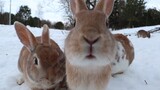 Động vật|Cho thỏ ăn cà rốt nơi tuyết lạnh.