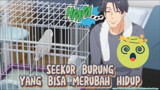 burung bukan sembarang burung ini mah😱burung bisa merubah hidup woooww😱