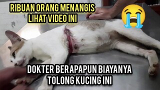 Astagfirullah Kucing Liar Ini Menangis Di Siksa Sampai Begini Yang Berbuat Tidak Takut Dosa..!