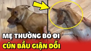 Nàng chó BẦU GIẬN DỖI vì SẮP SINH mà mẹ hay bỏ mình đi 😂 | Yêu Lu