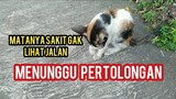 Anak Kucing Kembang Telon  Duduk Lemas Di Jalanan Karena Sakit mata parah..!