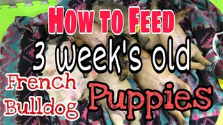 How to feed 3 weeks old French bulldog puppies using mousse food ( royal canin starter food).