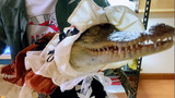 [Animals]Dressing the aligator with a new JK dress