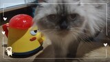 Teapot | Cat Vlog #32