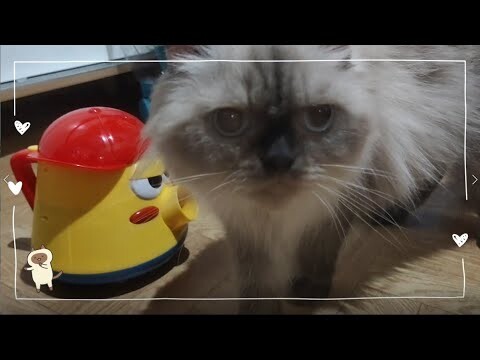 Teapot | Cat Vlog #32