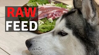 Husky Eats Lamb Shoulder with Vegetables! | Feast Friday Ep. #6