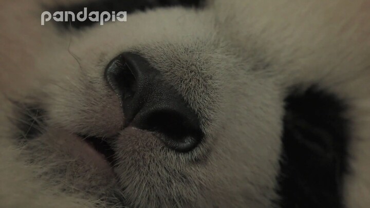 Sleep pandas with big nostrils