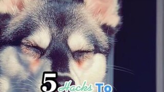 5 hacks that helped to get rid of Skye’s tear stains! 😢🚫 LearnOnTikTok tears doghealth (IG lifewithkleekai in bio)