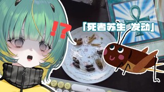 Japanese Leek live broadcast eats dead bugs and revives the dead