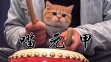 [Thú cưng] Chú mèo biểu diễn live "Hoắc Nguyên Giáp"