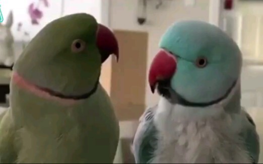 The conversation between parrots is far beyond our comprehension