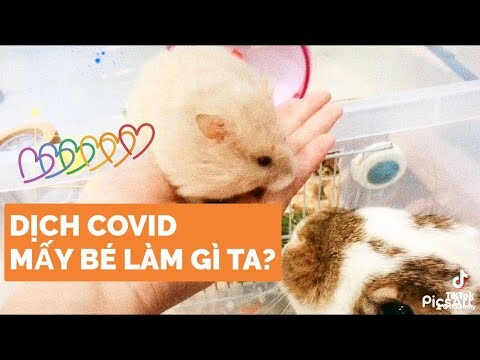 Dịch Covid Hamster và Thỏ làm gì ta?