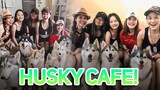 [VLOG] - Husky Cafe in Malaysia 🇲🇾