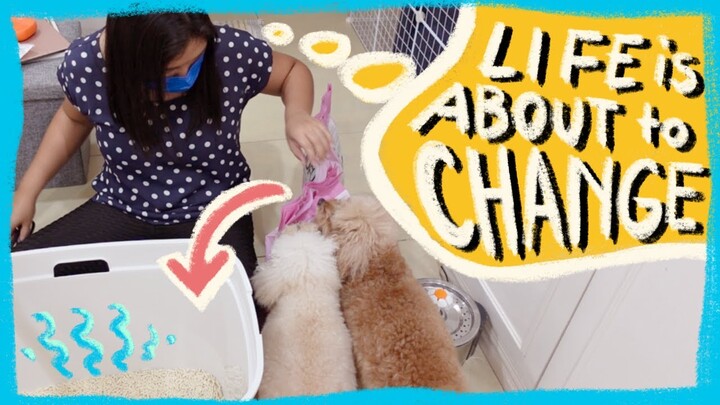 VLOG: How I am preparing for a new pet | The Poodle Mom