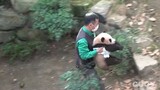 [Animals]Cute moments of a panda with its keeper