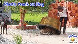 Wow !! Funny Prank ! Super Plastic Box Prank on Funny Dog , Very Funny Videos @Mister FunTube