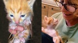 Cutest Kitten say thank you to his foster who saved him in the middle of forest