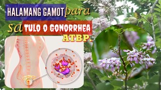 LUNAS SA TULO O GONORRHEA | KAKAWATE (MADRE KAKAW) | HALAMANG GAMOT | Tenrou21